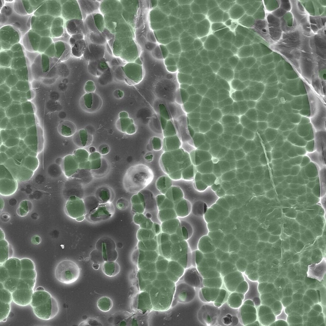 Nom nom nom nom: An electron microscope image showing the enzyme (green) interaction with plastic (grey).